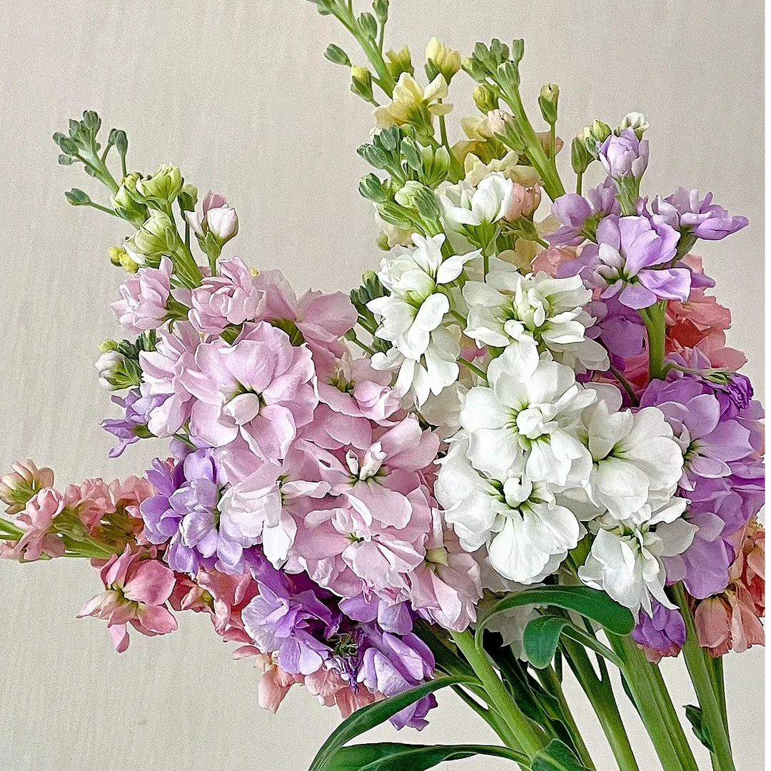 【紫罗兰】 仙女棒 有香味 草花 鲜切花 基地直发