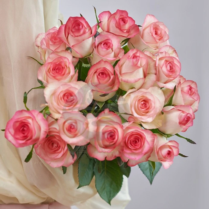 【专属链接】艾莎10枝+洛神10枝玫瑰  送人送礼 玫瑰鲜花精选联盟