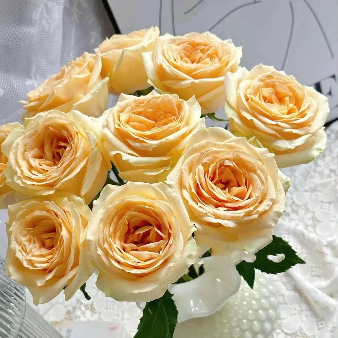 【蜜桃雪山】香槟玫瑰基地直发无土栽培鲜花顺丰包邮