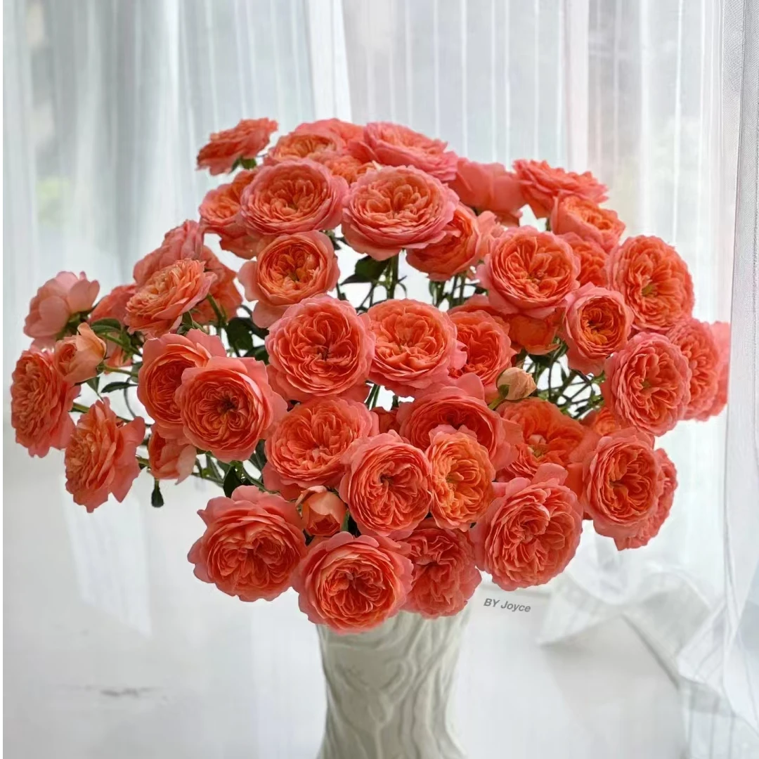 【老粉福利】杏色果汁多头泡泡 送人上档次 完美 甜蜜 鲜花