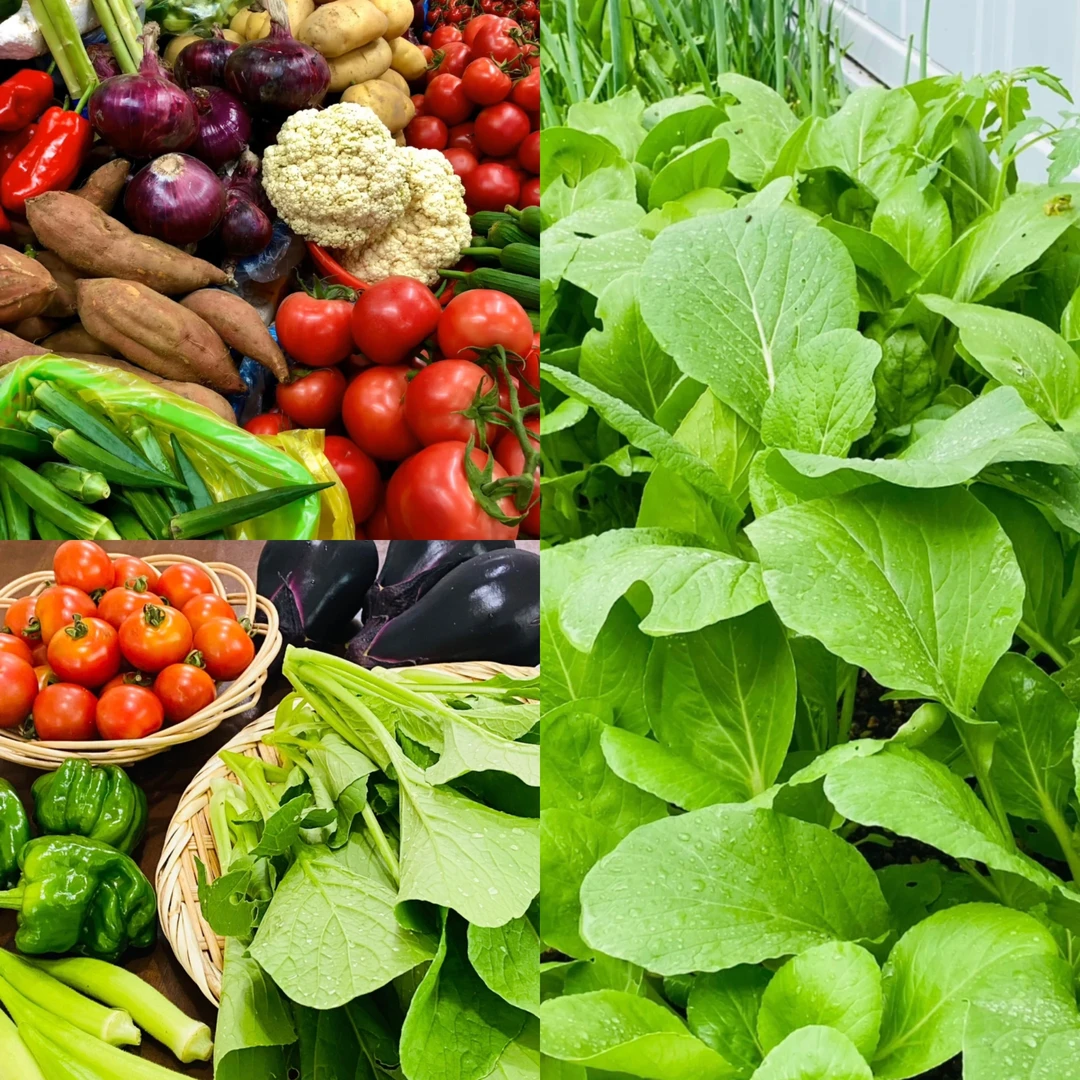 (综合链接) 云珍山货 土特产3tgqcg