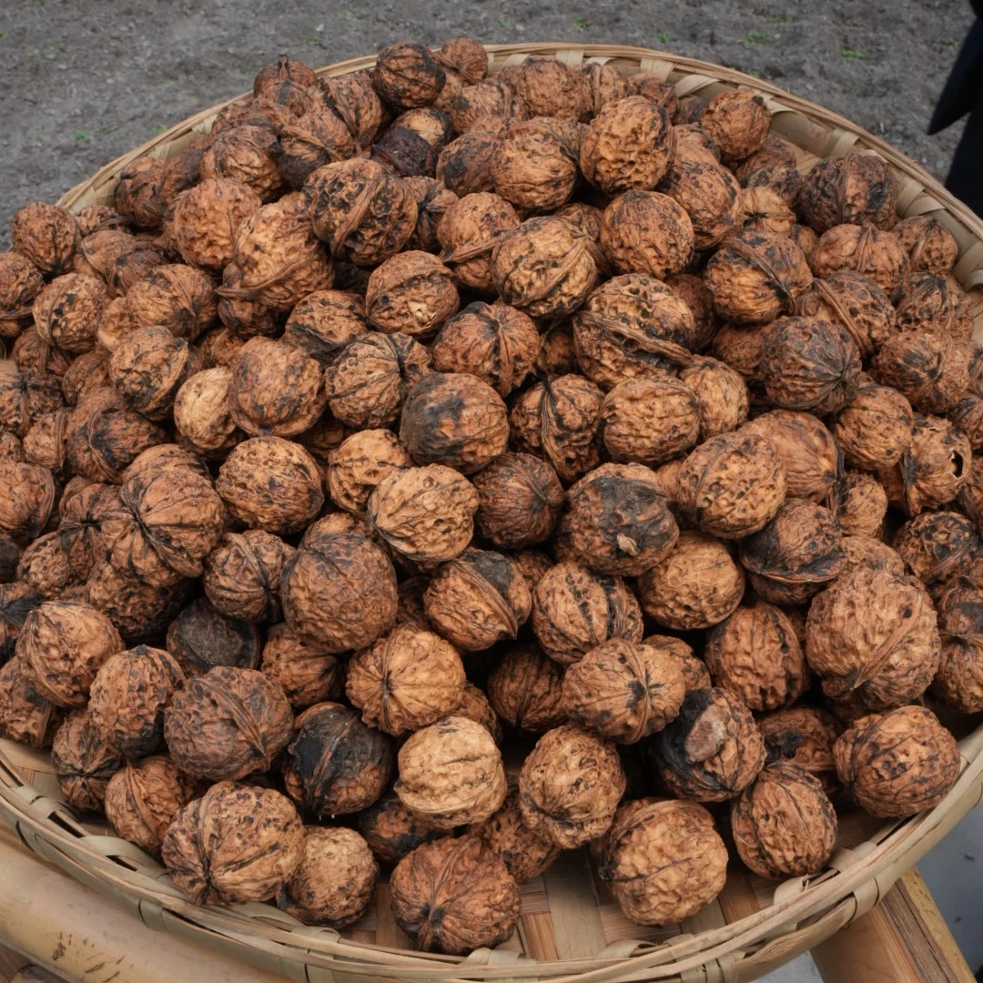 大巴山高山土核桃