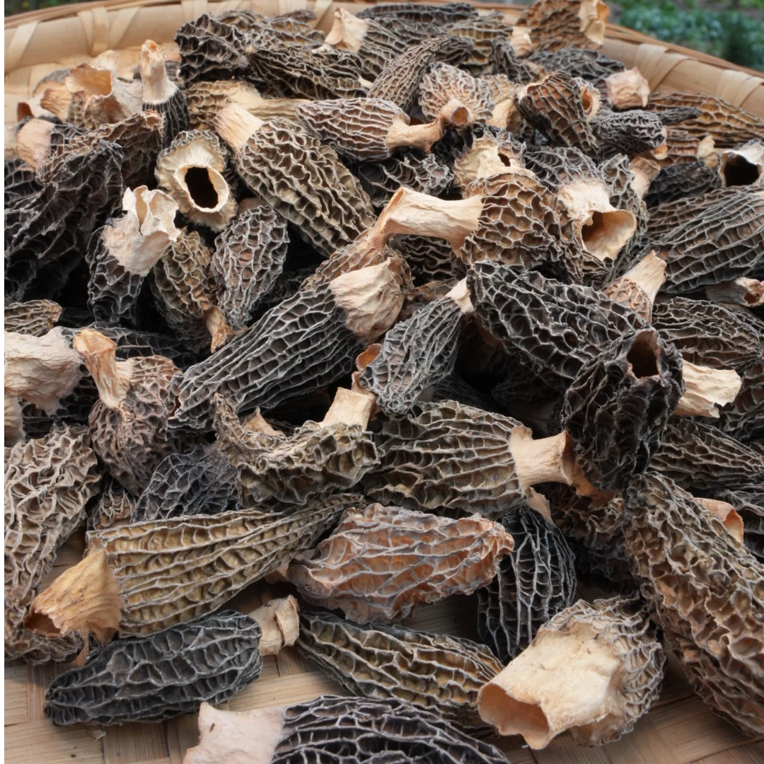 大巴山高山羊肚菌