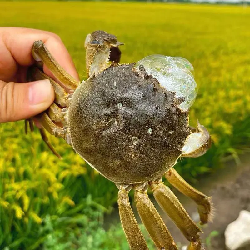 河蟹一份（胜利路店配送）