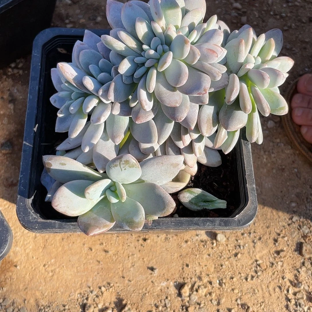 梅***粉兔缀花多肉植物888