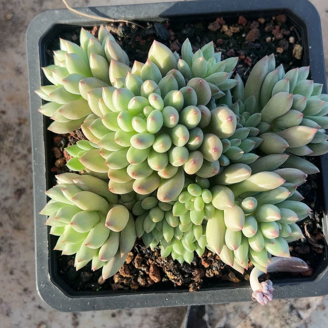 【闪购商品】岩子大群