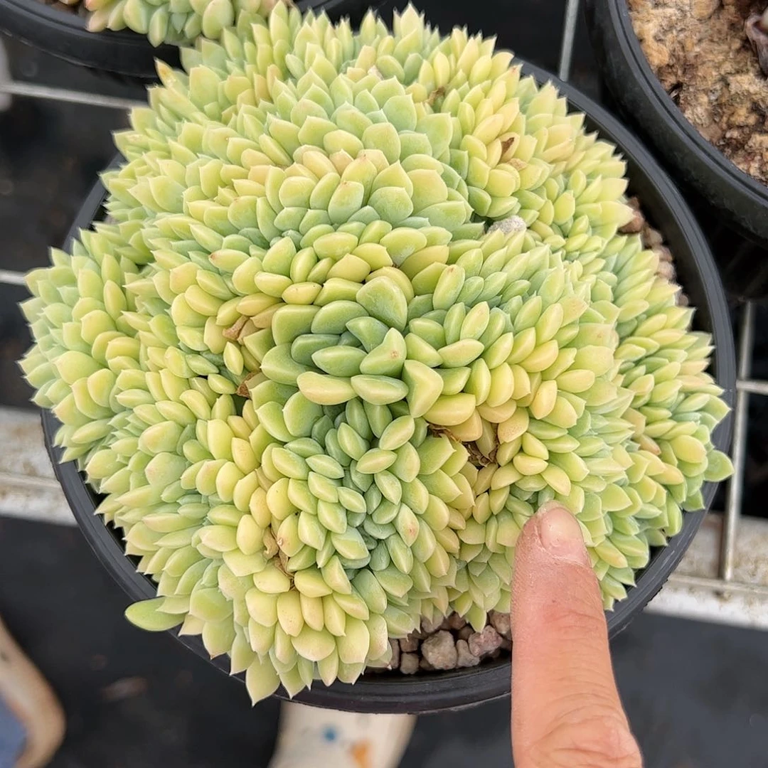 【闪购商品】奶油美人朵朵缀