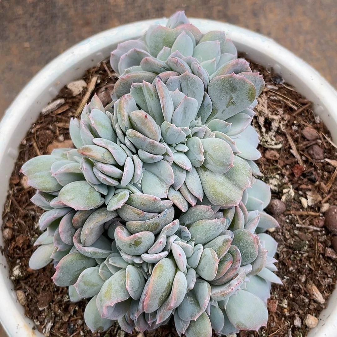 闫*白茶朵朵缀无砍888888