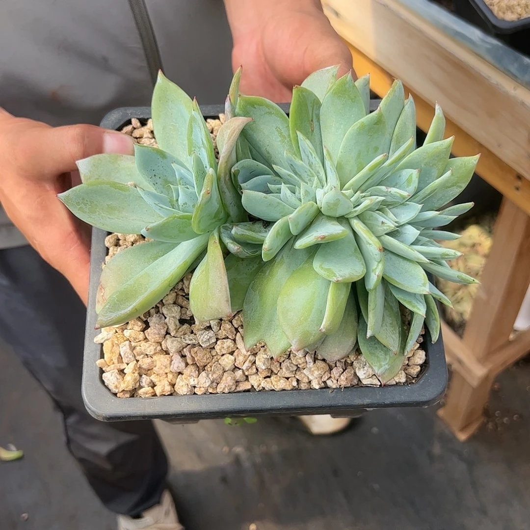 【闪购商品】烟火缀化