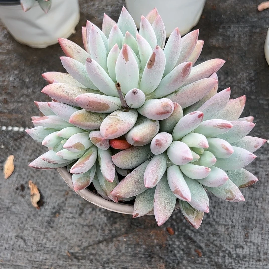 【闪购商品】所罗门群