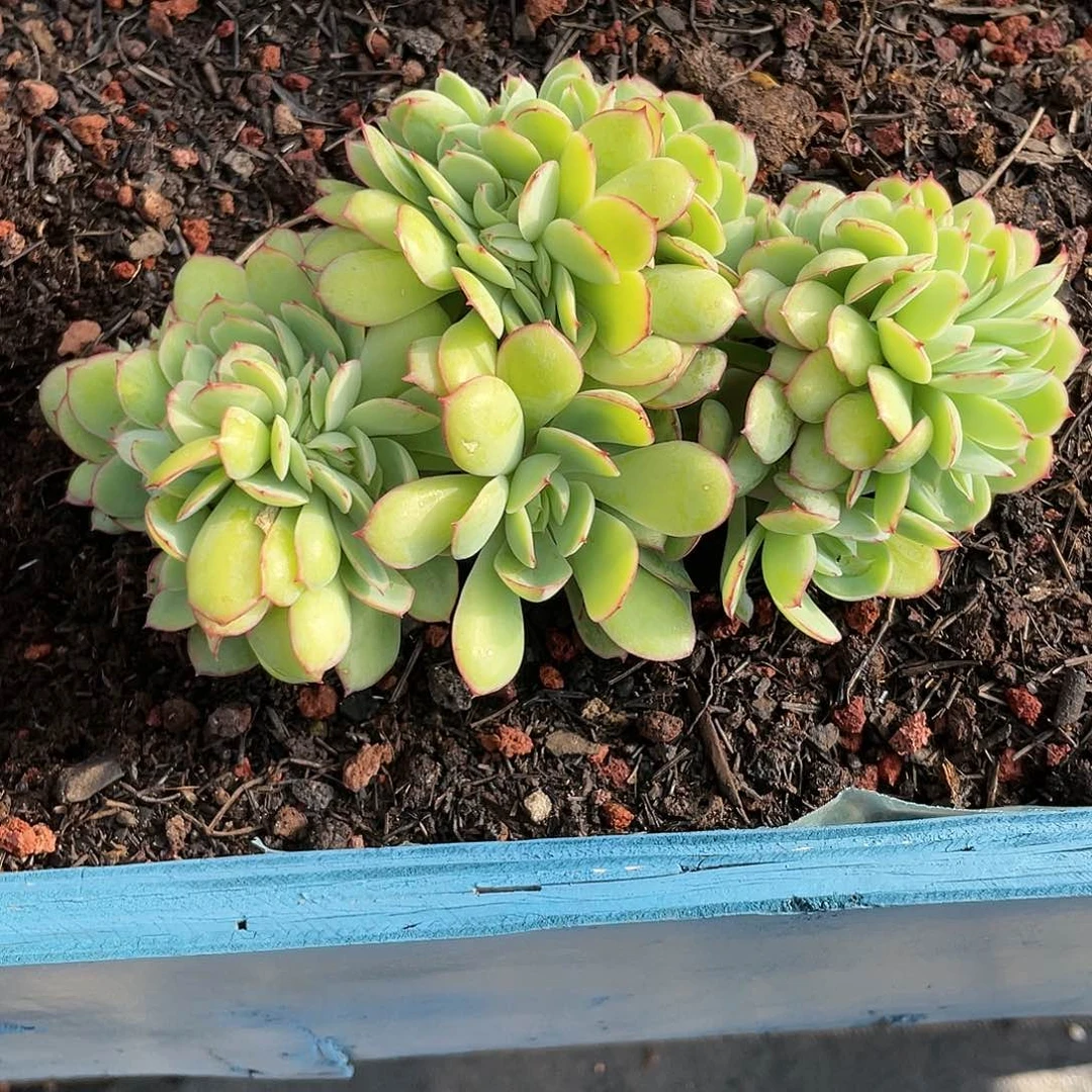 牡丹亭缀化多肉植物