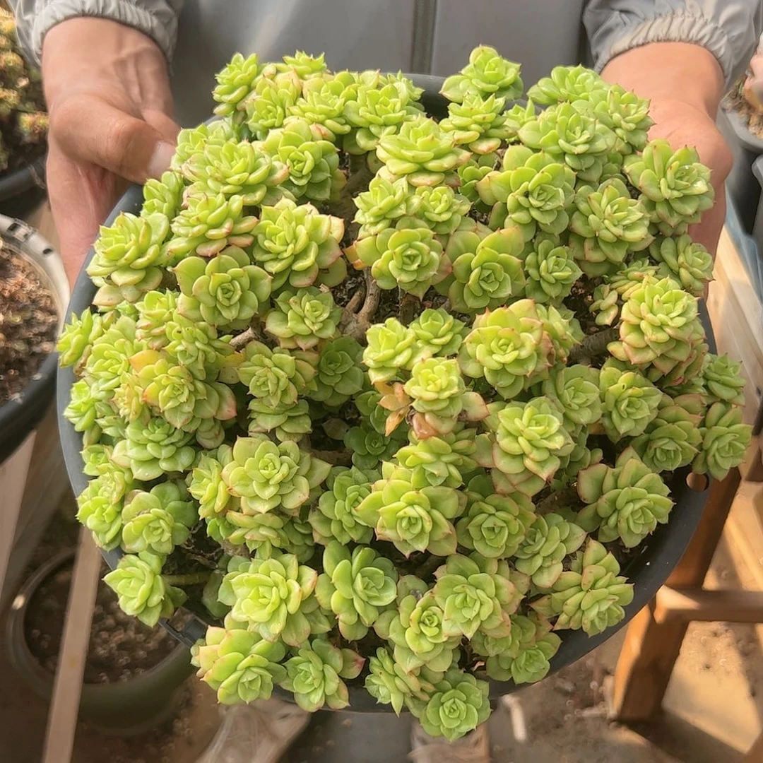 【闪购商品】拉牡丹
