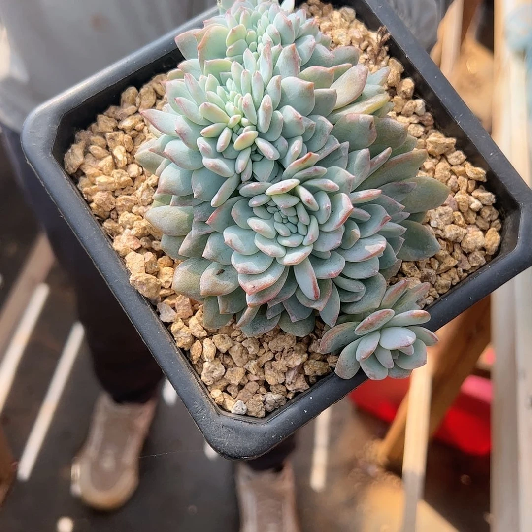 【闪购商品】梦之雪缀化