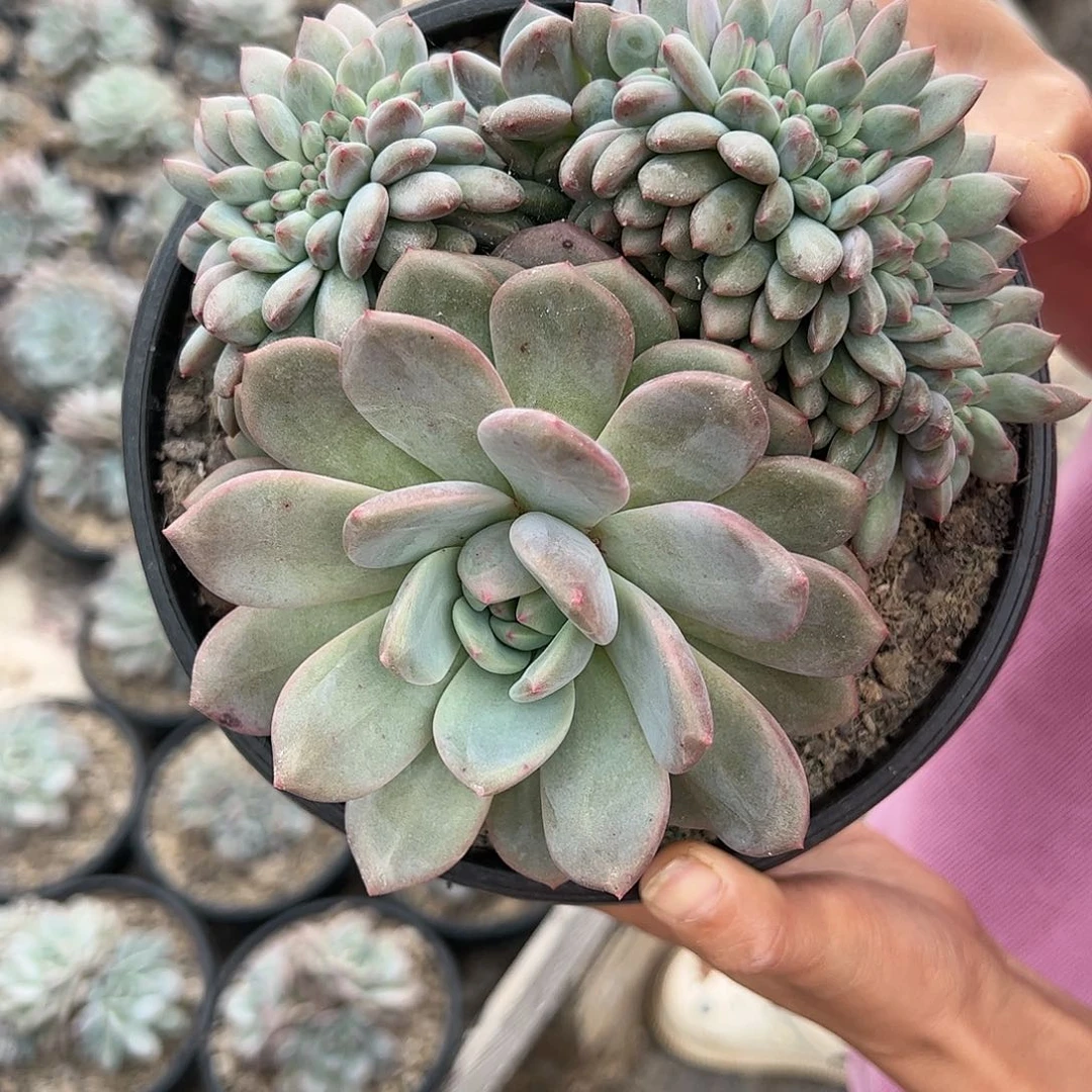 【闪购商品】爱丽儿缀