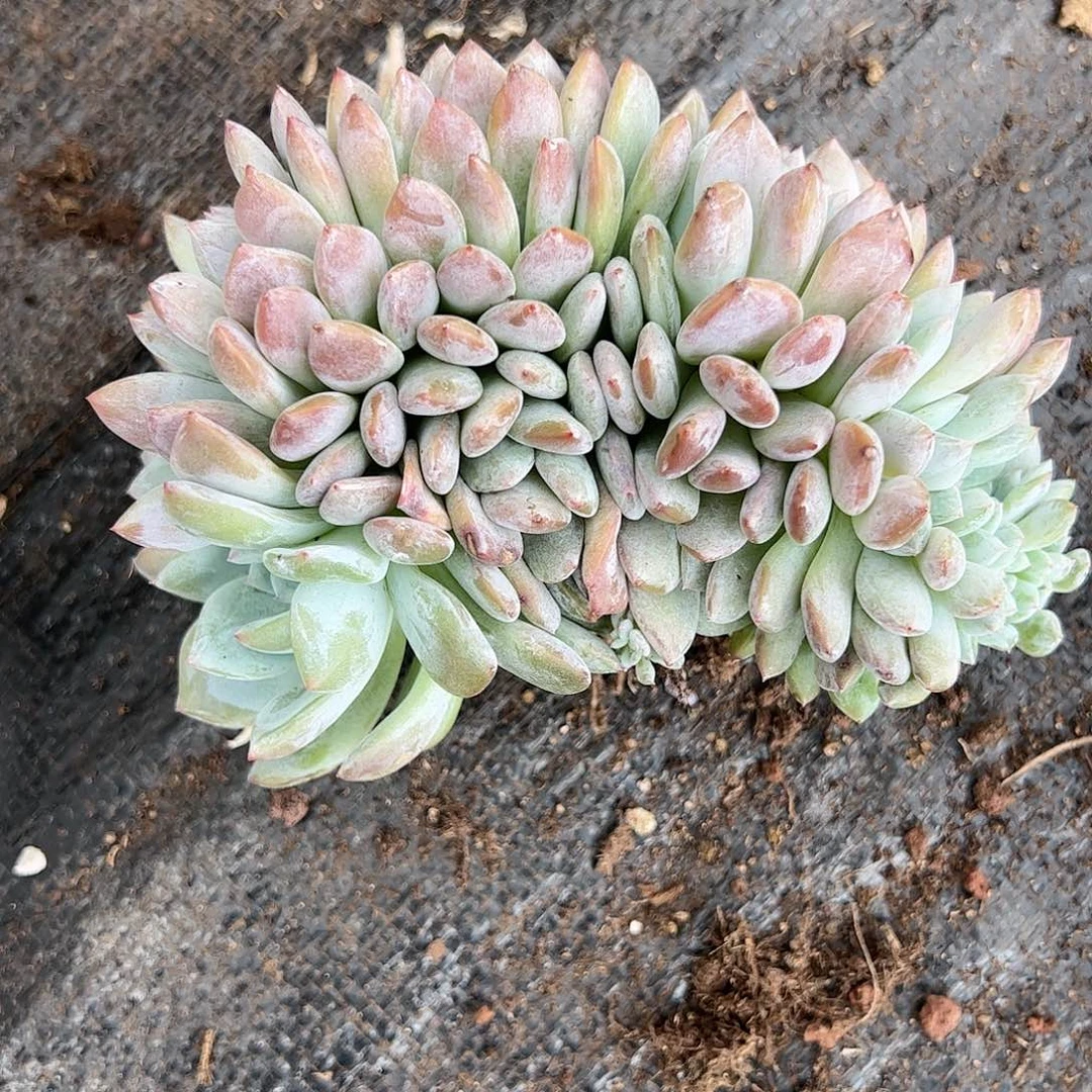 【闪购商品】星影缀