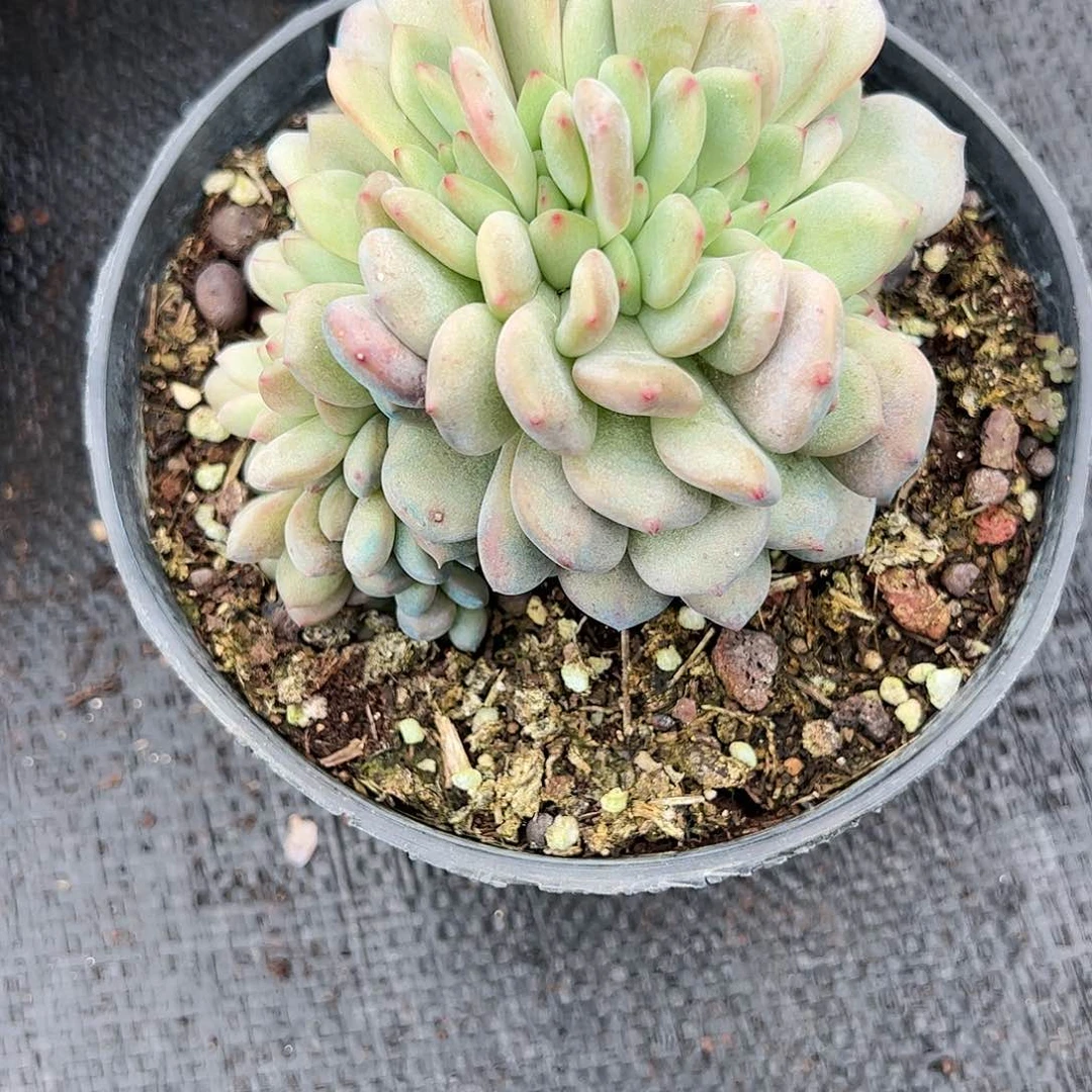 【闪购商品】果*爱丽额追