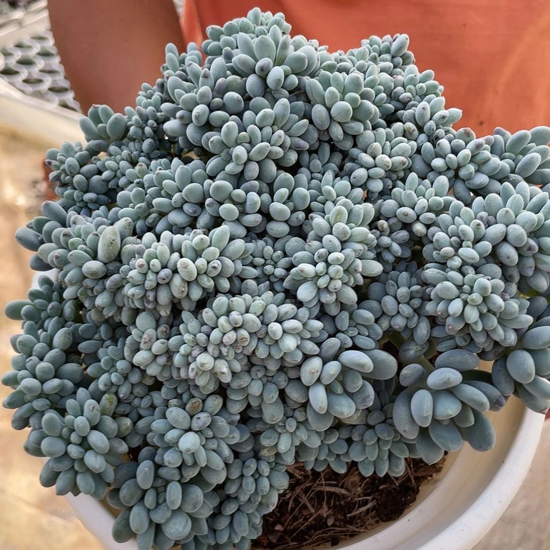 灯美人朵朵缀888888