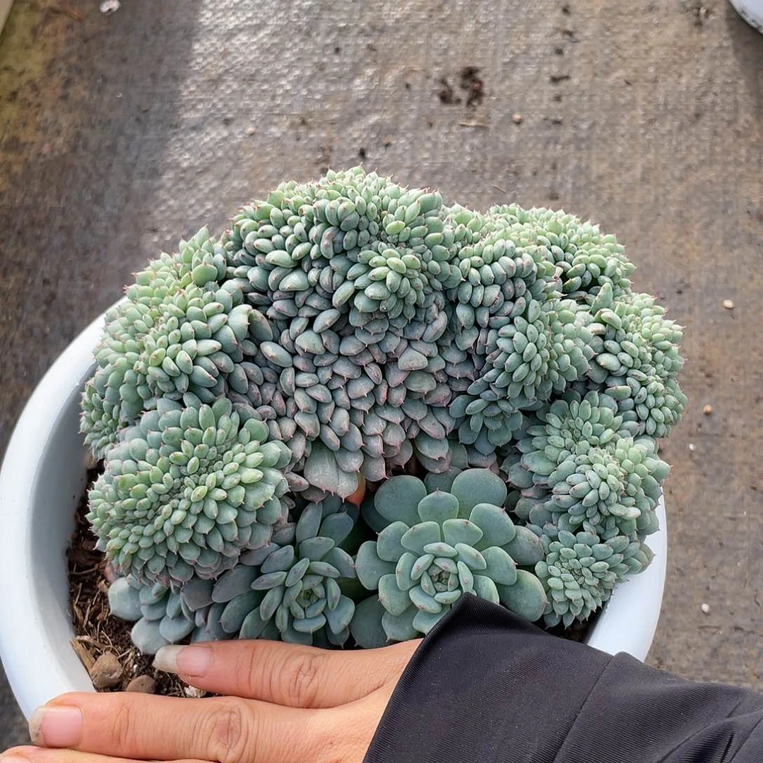 白胖子朵朵缀8888