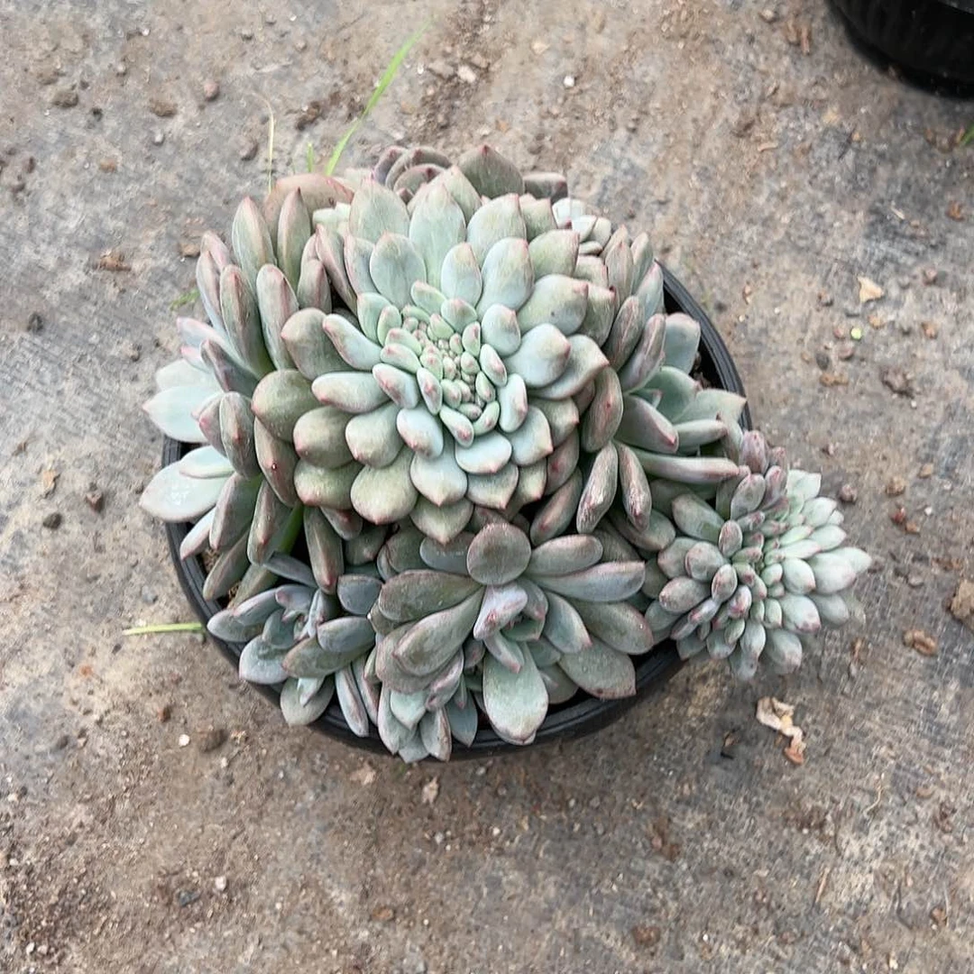 【闪购商品】爱丽儿缀