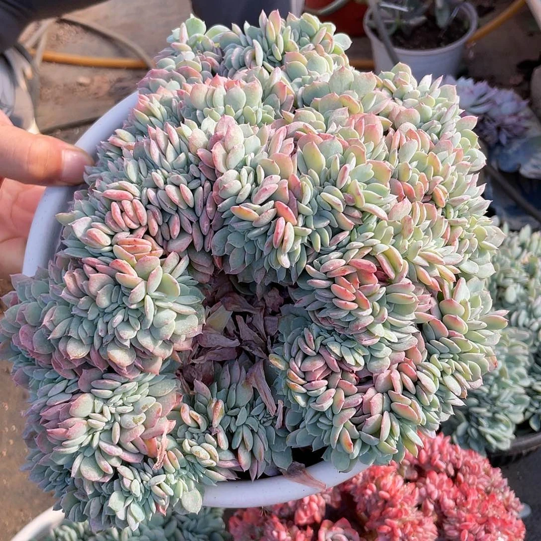 海棠花朵朵缀8888