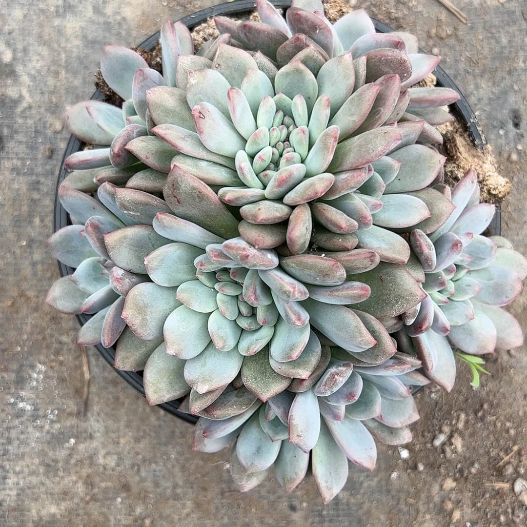 【闪购商品】?**红爱丽儿缀