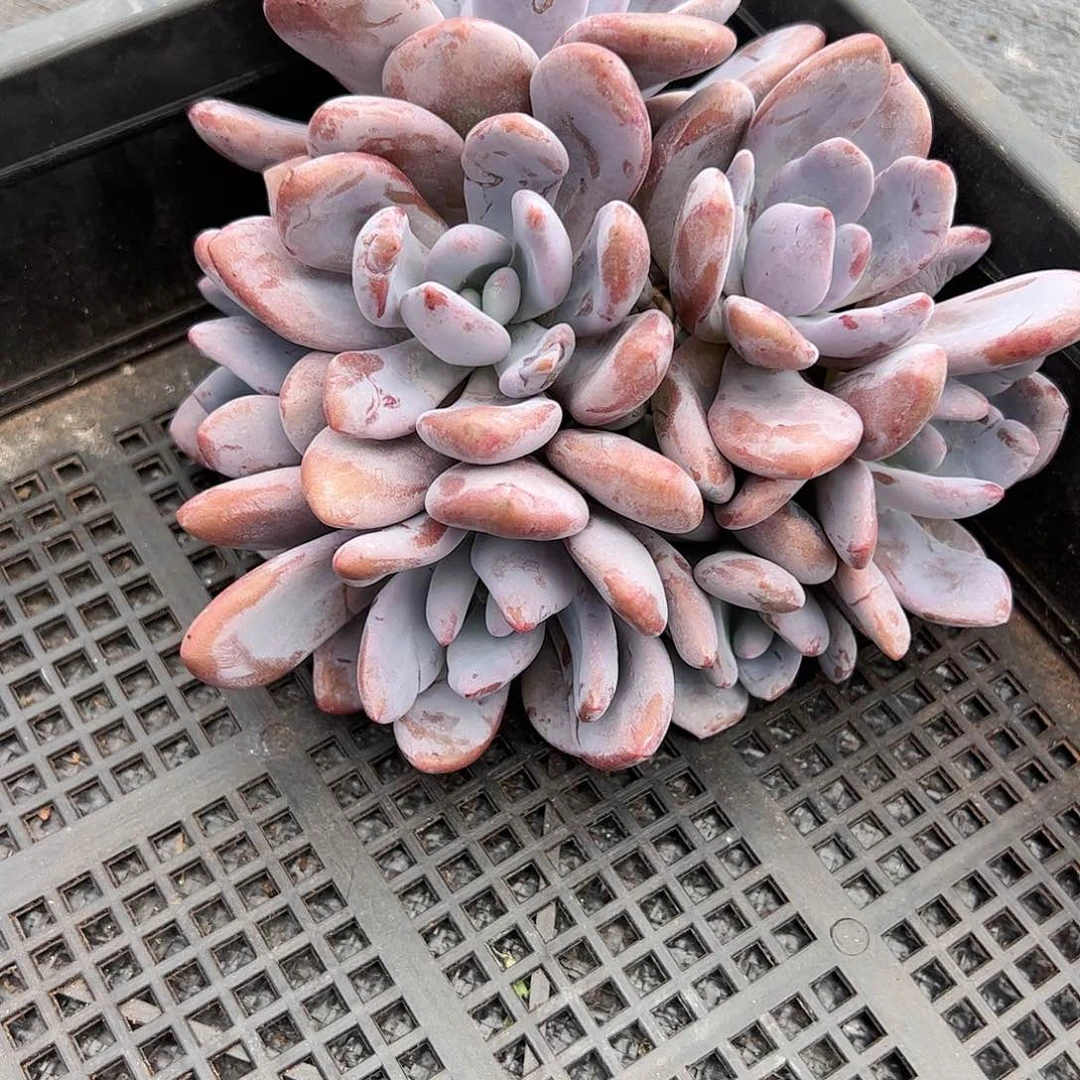 【闪购商品】粉兔朵朵缀