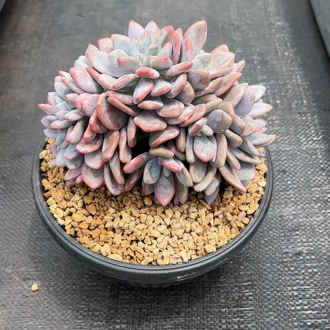 【闪购商品】粉兔板子缀