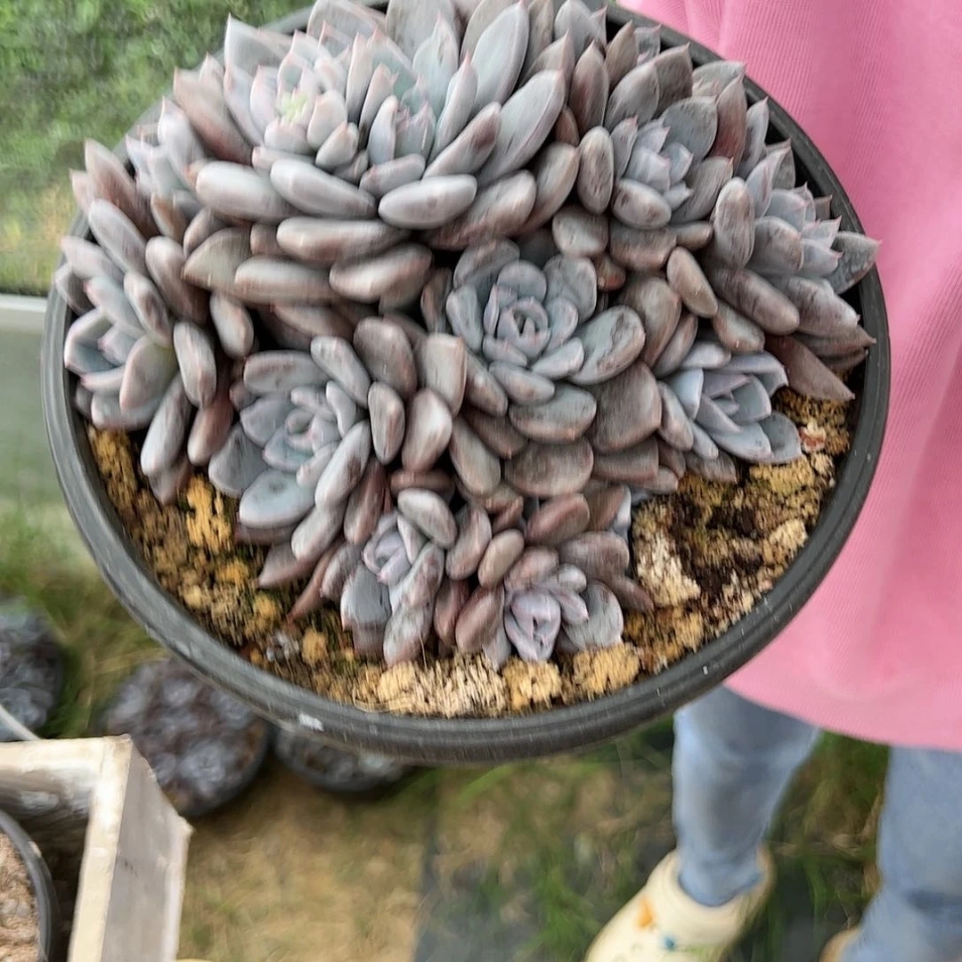 【闪购商品】雪莲咋