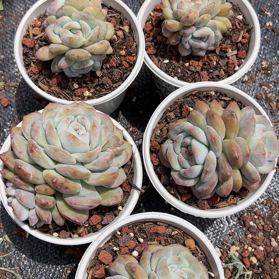 【闪购商品】5个石榴籽