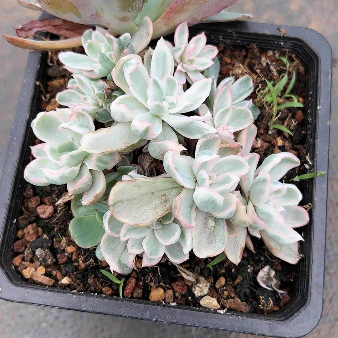 【闪购商品】伯克利锦
