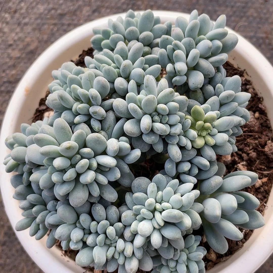 灯美人朵朵缀888888