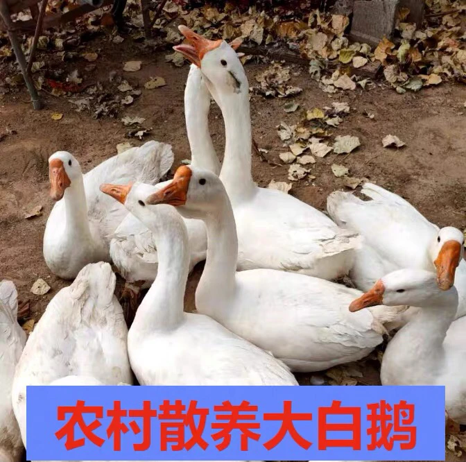 东北农村大鹅 农村散养溜达鹅。 笨大鹅