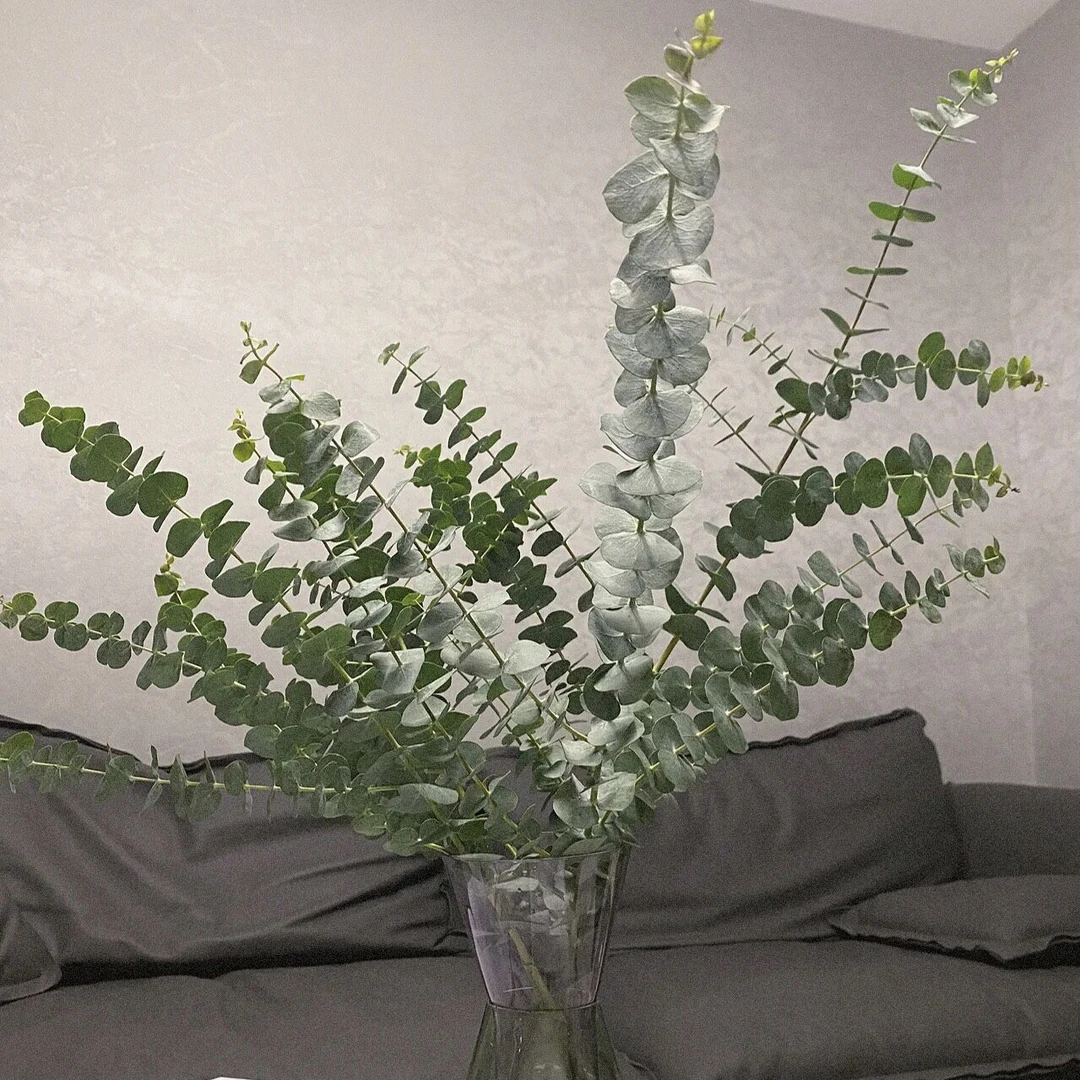 【双11精选】#鲜花配草#新鲜配叶配草（请跟主花一起拍！！）