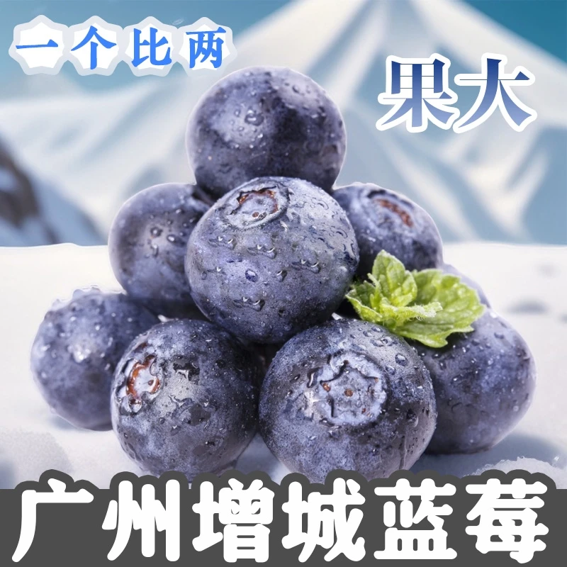 空运广州增城蓝莓新鲜蓝莓王鲜果应当季水果甜莓孕妇大果鲜甜香甜