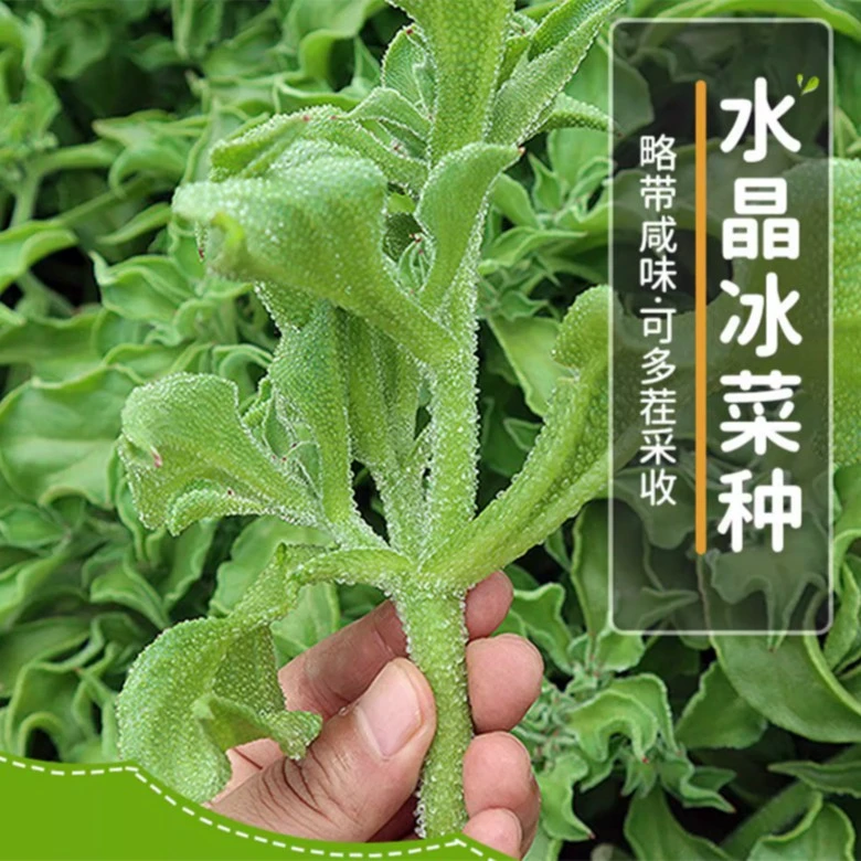 冰菜种子冰叶日中花非洲水晶冰草阳台盆栽四季简单易种蔬菜种籽