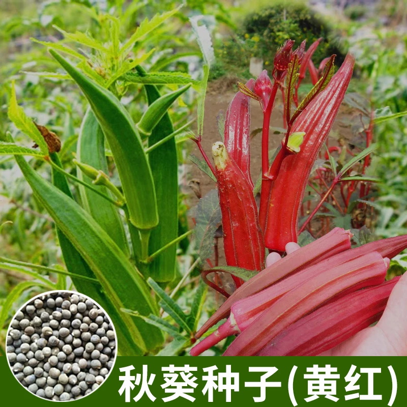 黄秋葵种子春夏四季播种蔬菜水果红秋葵种籽阳台小院简单易种耐热