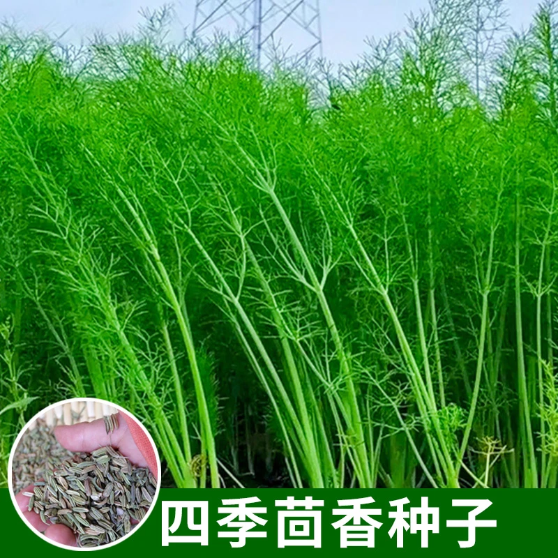 割茬茴香种子小粒茴香扁杆速生耐热耐寒温室拱棚大田菜园蔬菜种籽