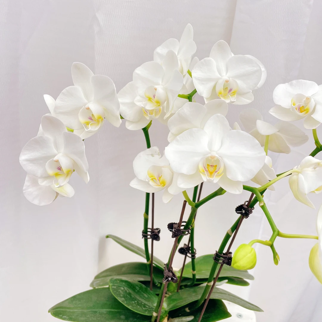 蝴蝶兰【阿玛】单花剑（白色系）高雅颜色别致好养易活放办公室