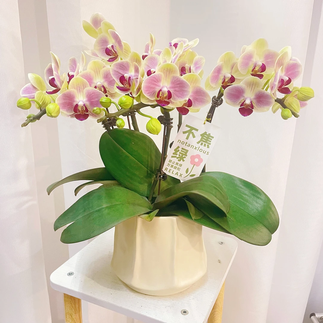 蝴蝶兰【腮红】精品系耐开好养高品质蝴蝶兰 带花带花苞 室内花