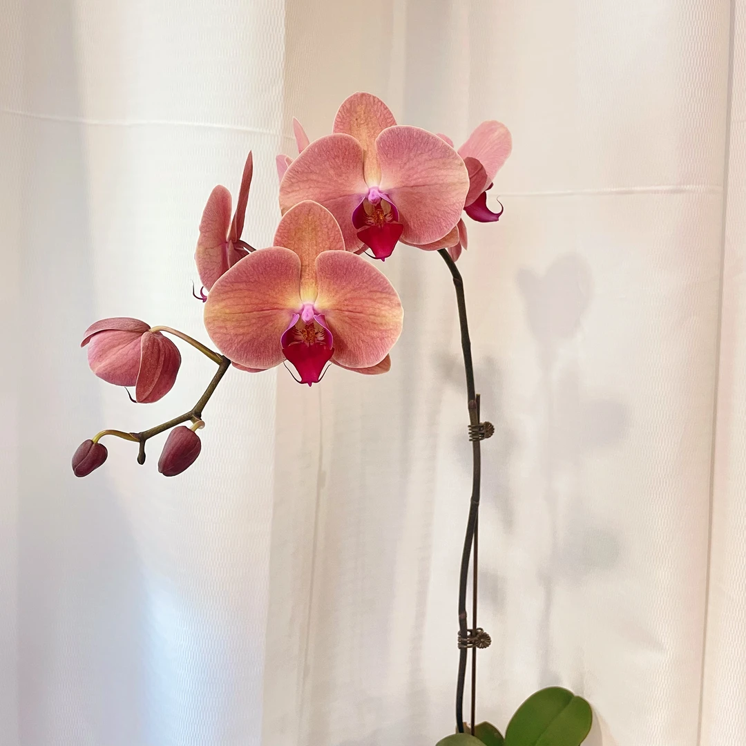 蝴蝶兰【欣欣向荣】 高端室内观赏花  颜色独特  经典高货 室内花卉