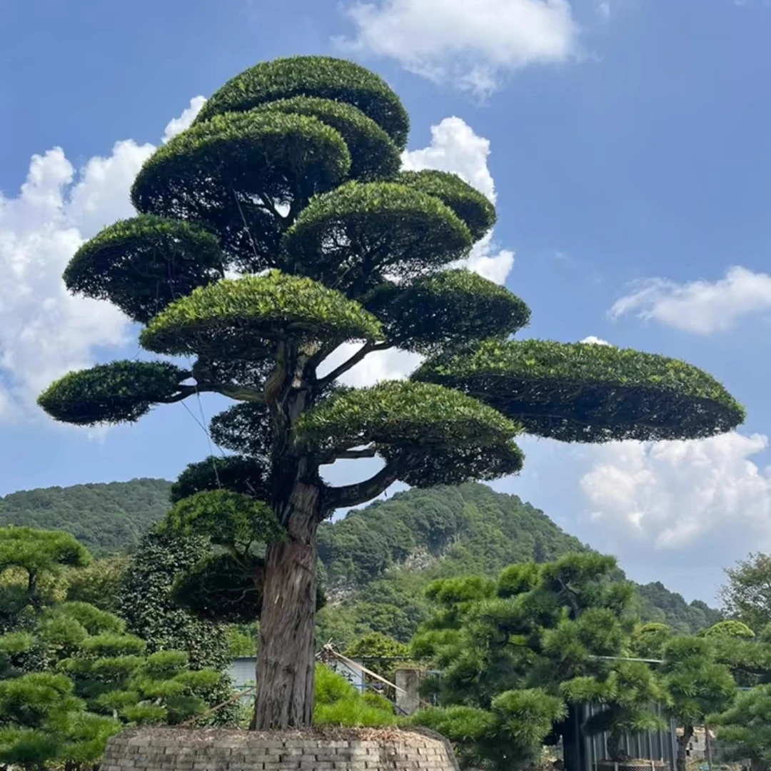 高端罗汉松造型盆景庭院地栽盆栽耐活好养迎客松造型一物一拍
