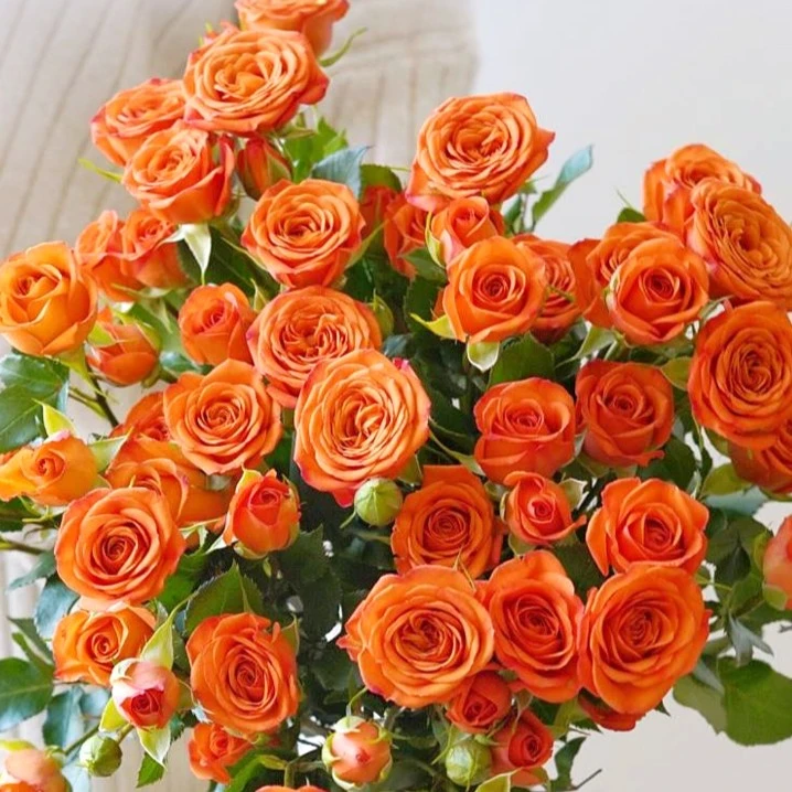 特级橙色芭比多头玫瑰云南鲜花基地直发昆明斗南鲜切花泡泡玫瑰花