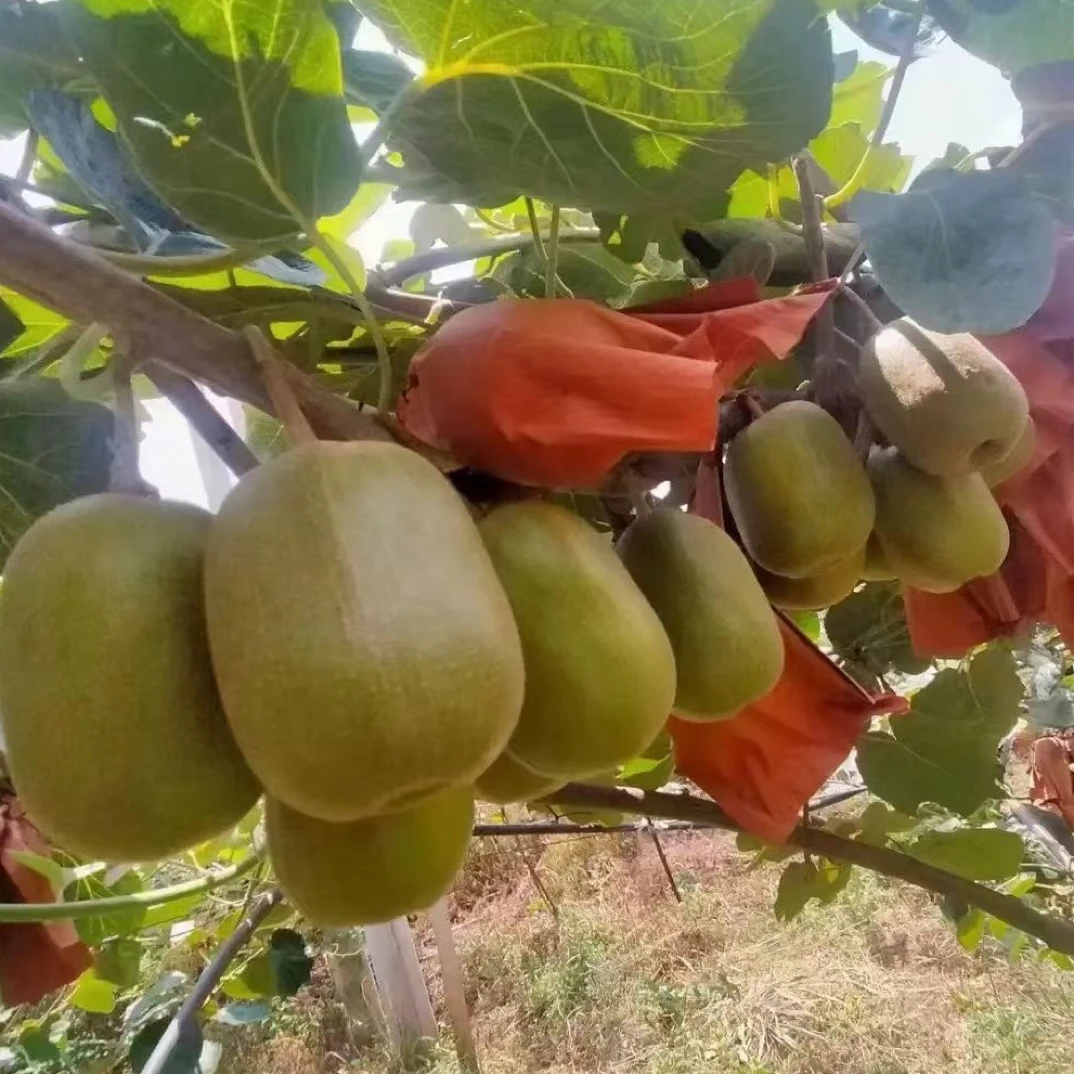 红心猕猴桃世界长寿乡麻阳产地直发高山猕猴桃包邮