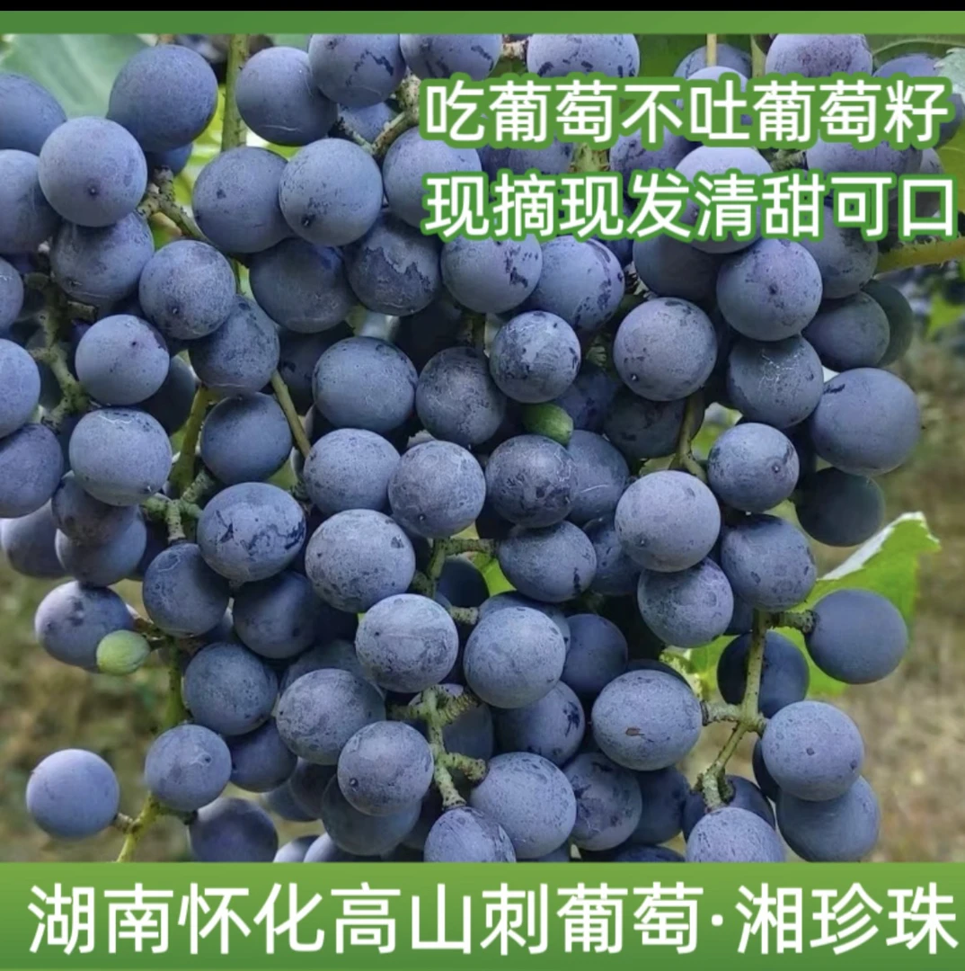 顺风包邮湖南怀化高山刺葡萄不吐籽（南方葡萄沟的葡萄）