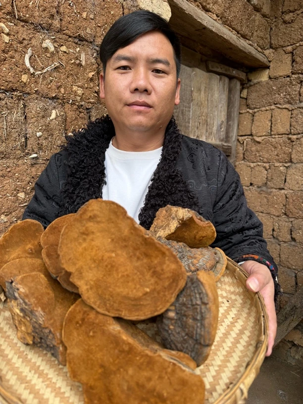 藏区现收好物【桑黄】煮水喝【拍半斤送半斤】一斤2至3个