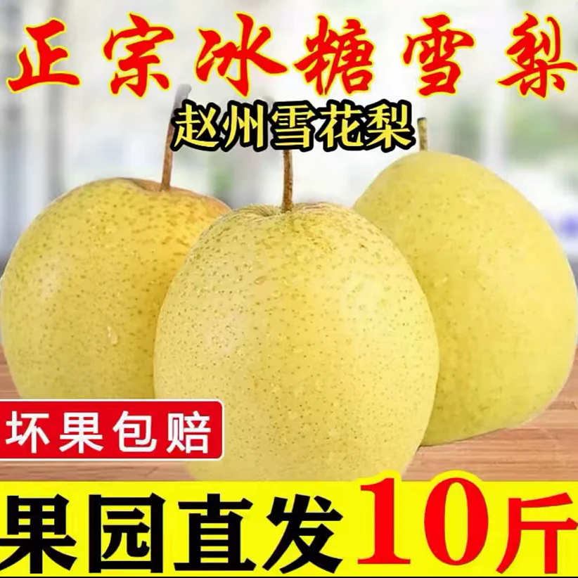 百年老树河北赵县雪花梨 秋梨膏 银耳雪梨