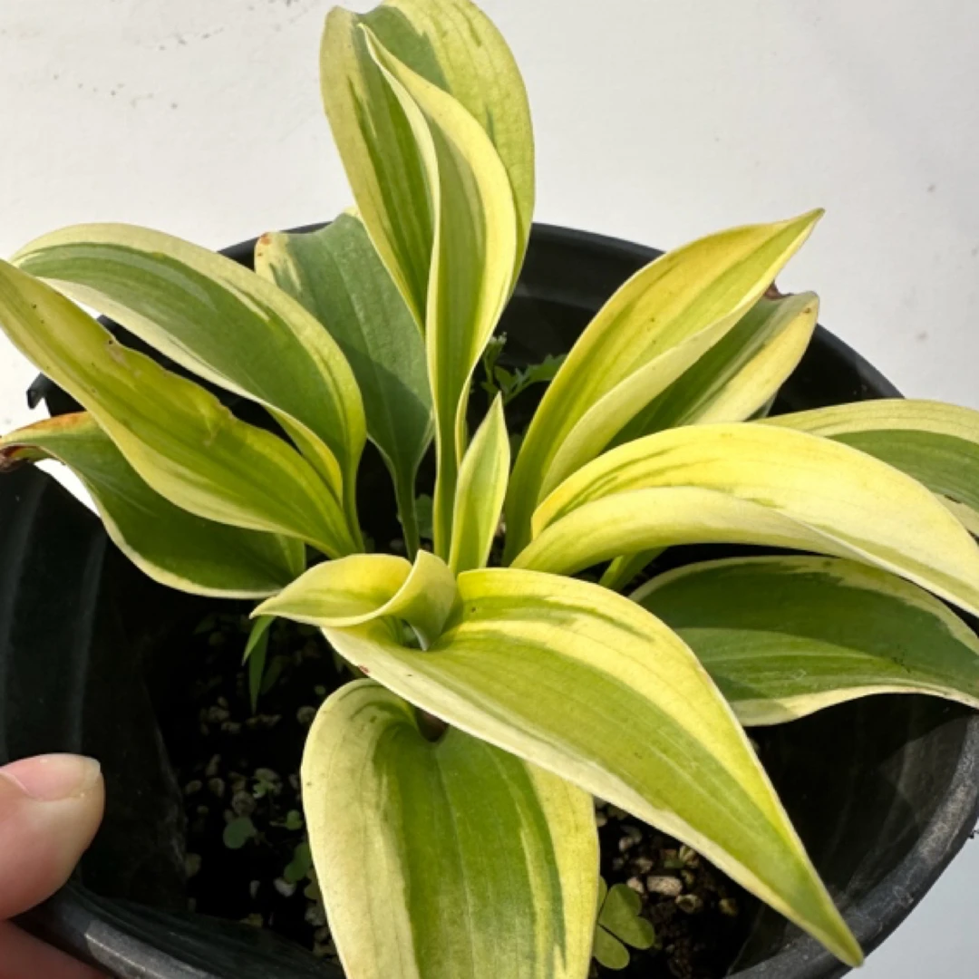 玉簪1加仑2加仑12个品种 紫色花 宿根 耐荫植物 荫生植物之王