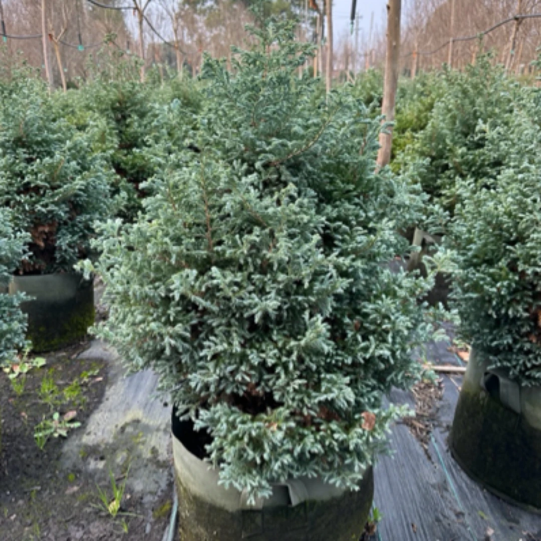 蓝湖柏蓝色波尔瓦，常绿耐寒针叶树种，夏季表现优秀