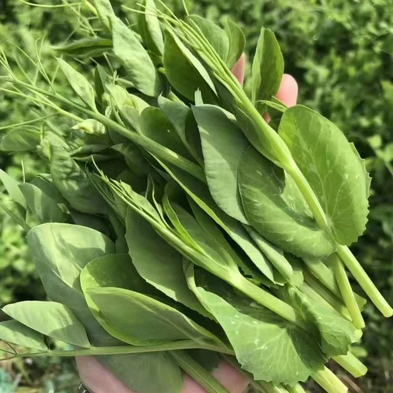 贵州高山农家新鲜豌豆菜（叶菜）现摘现发1-5斤