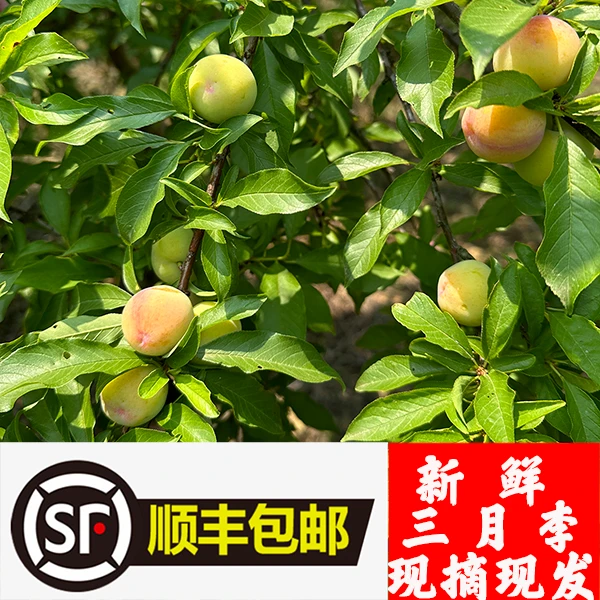 顺丰包邮—新鲜采摘孕妇酸脆可口超酸爽当天现摘现发三月李1斤-5斤